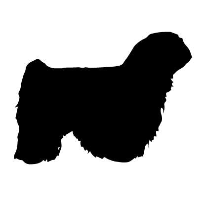 Puli