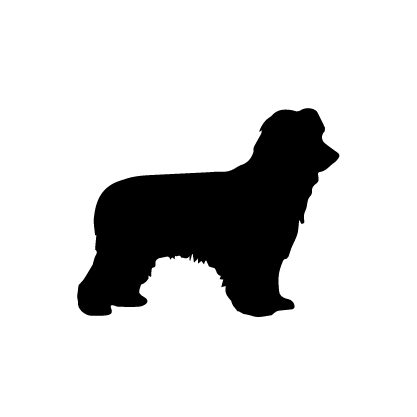 Pyrenean Shepherd