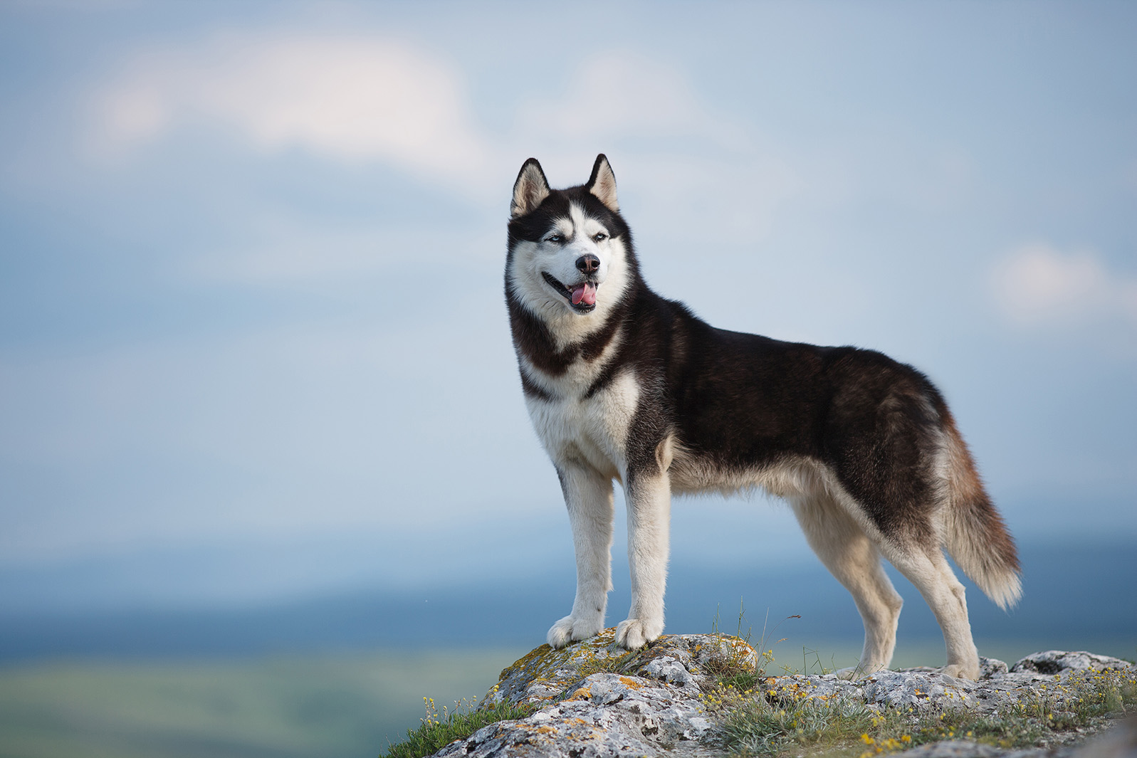 Siberian Husky