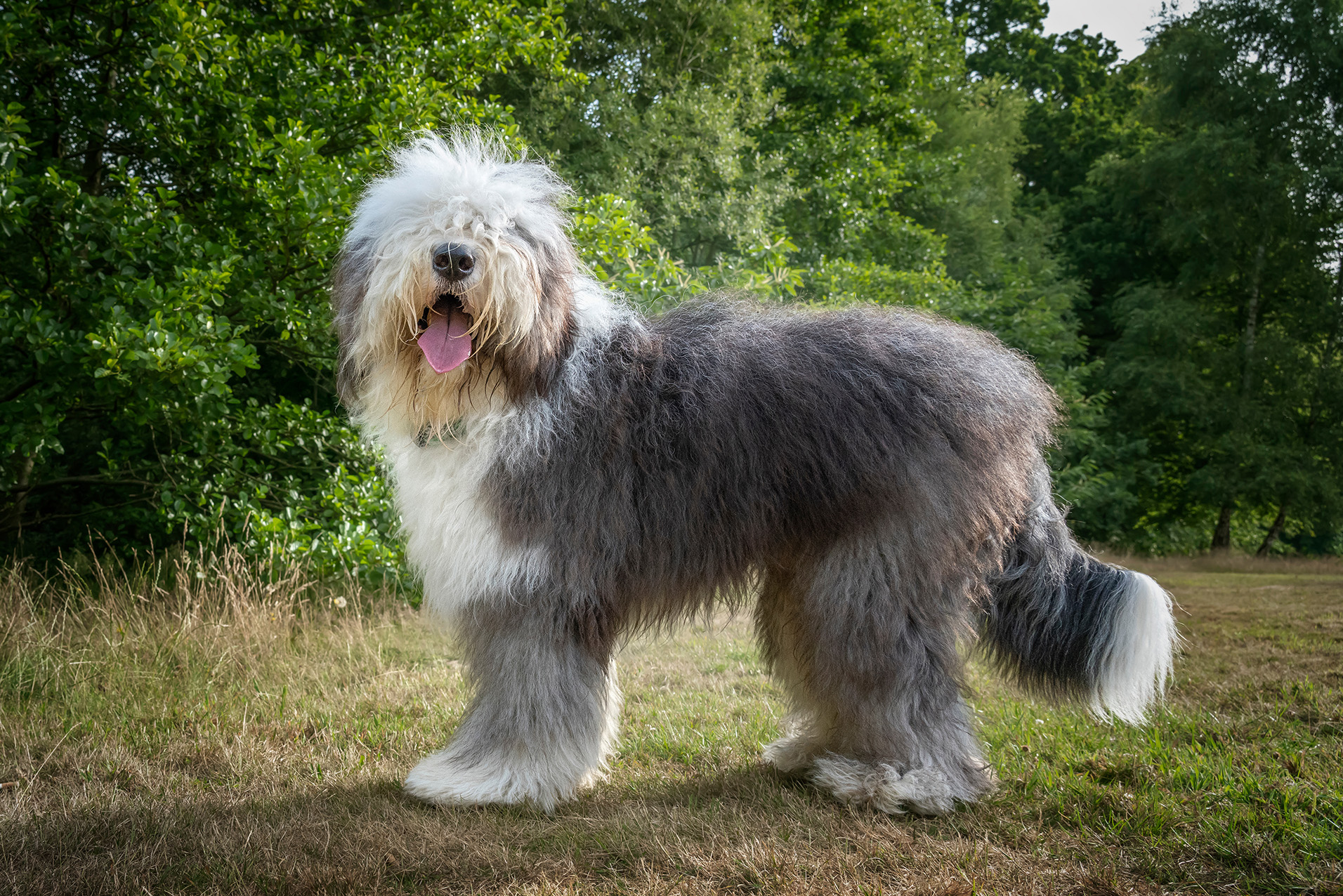 Old English Sheepdog