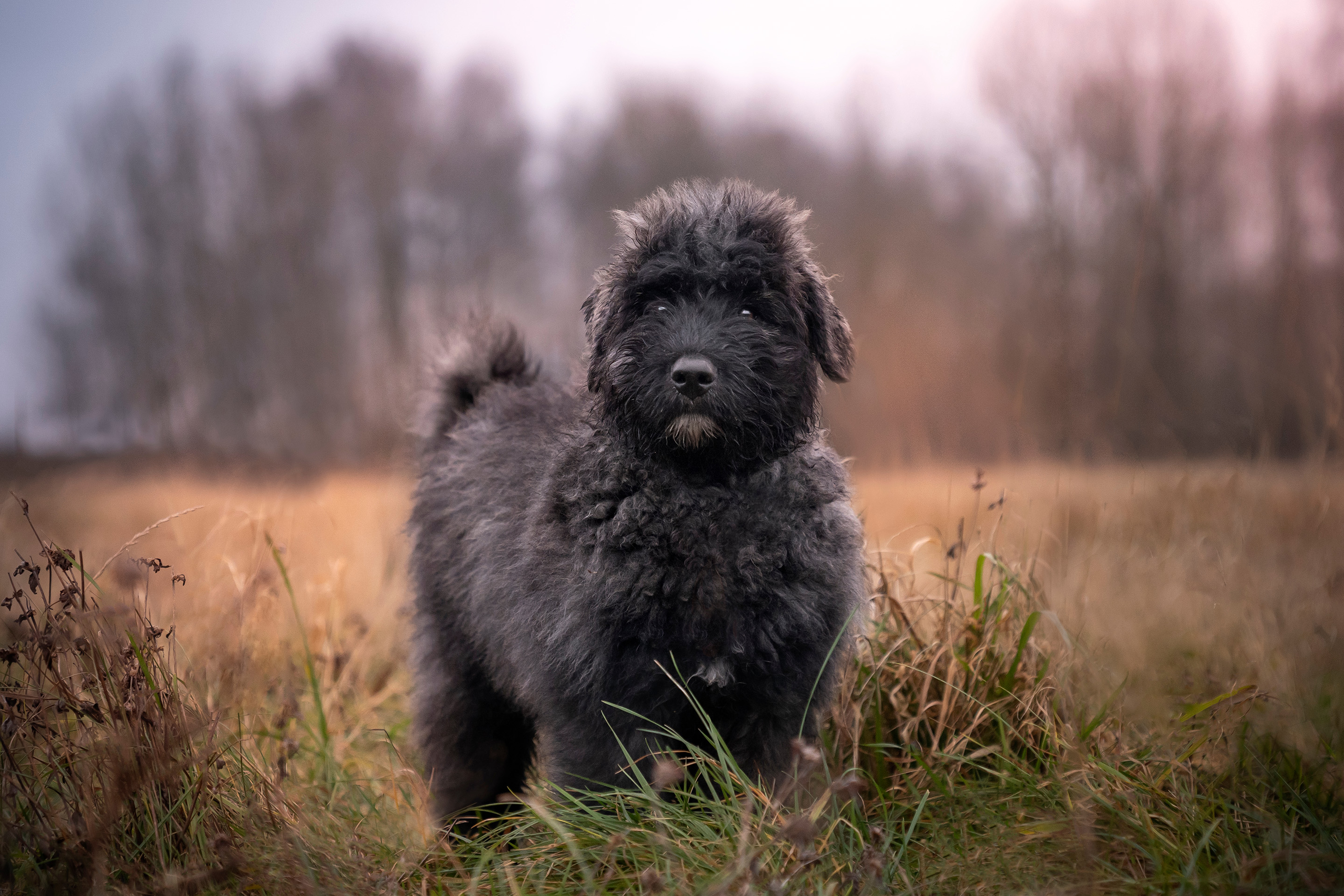 Bouvier des Flandres