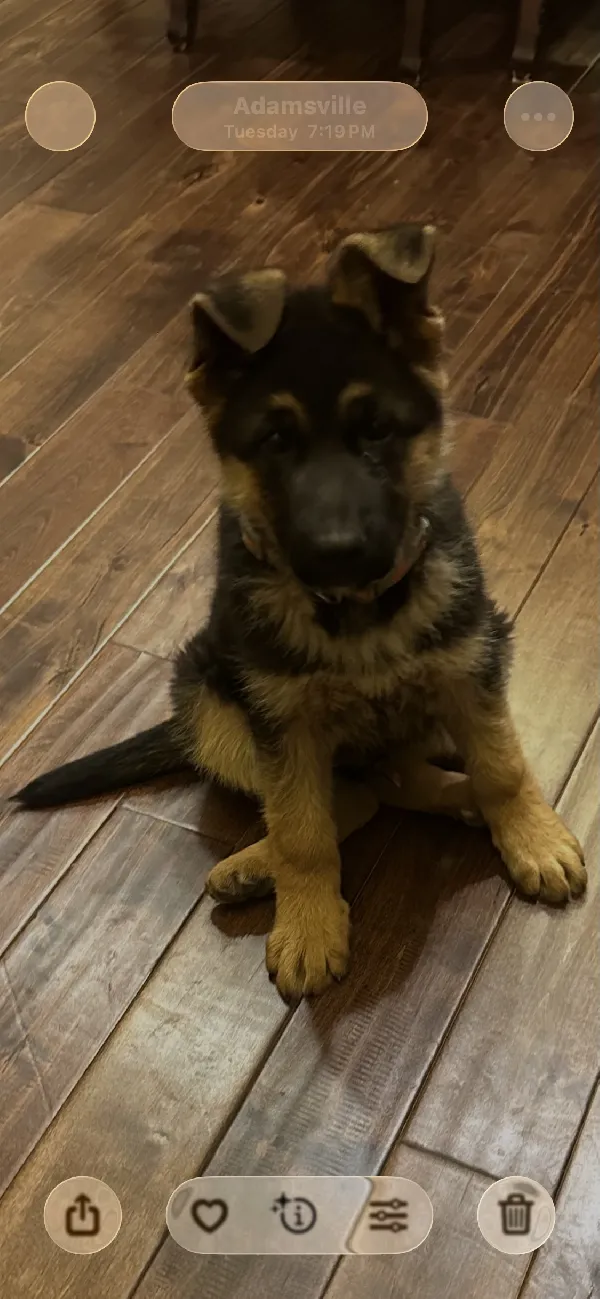 Male German Shepherd Puppy